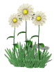 daisies.gif